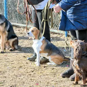 Obedience training for dogs, Cambridge, MN.