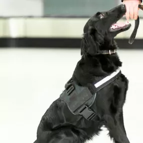 Dog behavior training Cambridge, MN.