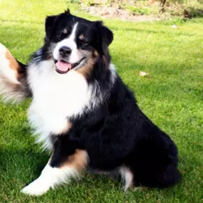 In-home dog training Cambridge, MN.