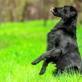 Dog training for aggressive dogs, Cambridge, MN.