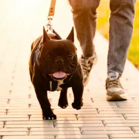 Puppy obedience training near Cambridge, MN.