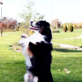 Professional dog training services, Cambridge, MN.