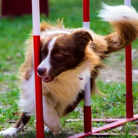 Intermediate Confidence Dog Training Class