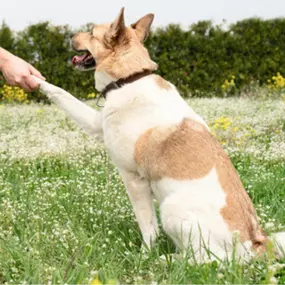 Dog and puppy training near Cambridge, MN.