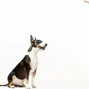 Dog training in the Cambridge, MN area.