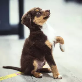 Best dog trainers near Cambridge, MN.