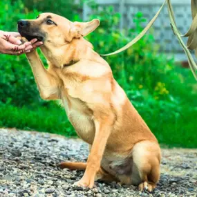 Puppy training classes near Cambridge, MN.