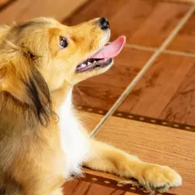 Dog behavior training Cambridge, MN.