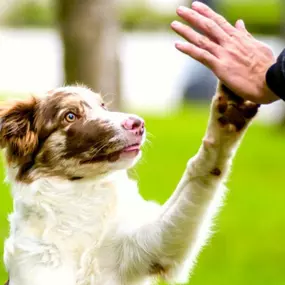 Dog training for aggressive dogs, Cambridge, MN.