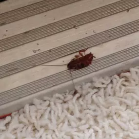 Bild von Certified Pest Control