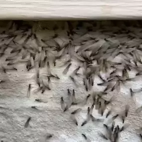 Bild von Certified Pest Control