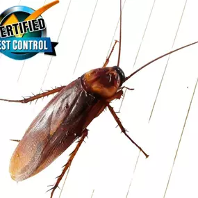 Bild von Certified Pest Control