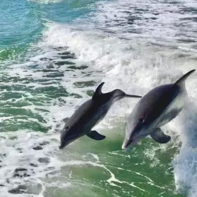 Bild von Florida Boat Rentals
