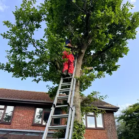 Bild von Sal's Landscape & Tree Service