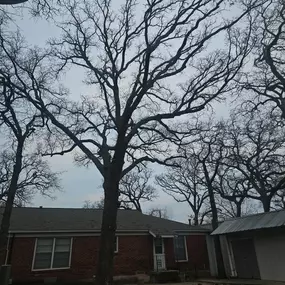 Bild von Sal's Landscape & Tree Service