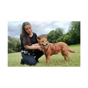Bild von Hundetraining mit Herz