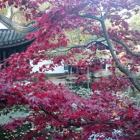 Bild von Society for Ving Tsun Kung Fu Martial Arts
