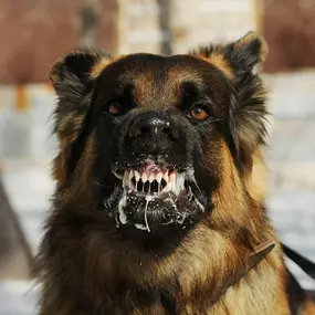 Hundeschule Wauschlau - Problemverhalten	Mit über 30 Jahren Erfahrung löst Hundetrainer Hans Brings von der Hundeschule Wauschlau gemeinsam mit dir nahezu jedes unerwünschte Verhalten deines Hundes – individuell, fundiert und praxisnah.