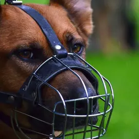 Hundeschule Wauschlau - Verhaltensanalysen	Verhaltensanalyse für auffällige oder gefährliche Hunde: Ursachen erkennen, Wesen einschätzen und Strategien entwickeln. Grundlage für Training, Umgang und Vermittlung durch die Hundeschule Wauschlau.