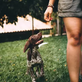 Hundeschule Wauschlau - Welpen & Welpenfrüherziehung	Welpenfrüherziehung in der Hundeschule Wauschlau: Basiswissen, Bindungsaufbau und Sozialisierung. Spielerisch lernen Welpen wichtige Grundregeln und entwickeln ein stabiles Fundament für das Leben als Familienhund.