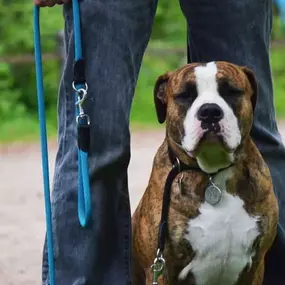 Hundeschule Wauschlau - Einzeltraining	Volle Konzentration auf dich und deinen Vierbeiner! Im geschützten Umfeld des Privatunterrichts stärkt die Hundeschule Wauschlau Schritt für Schritt Sicherheit und Bindung zwischen Halter und Hund.
