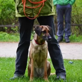 Hundeschule Wauschlau - Gruppenunterricht	Gruppenunterricht für erwachsene Hunde: Erziehung zum Familienhund festigen, Training in flexiblen Gruppen und praxisnahe Übungen unter Anleitung der Hundeschule Wauschlau für Alltag und Zusammenleben.