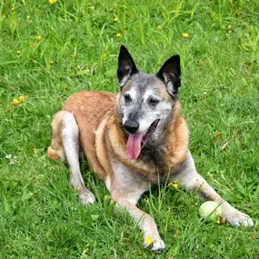 Hundeschule Wauschlau - Hausbesuche	Hundetraining direkt bei dir zu Hause: In gewohnter Umgebung zeigt die Hundeschule Wauschlau effektive Methoden zur Korrektur von Verhaltensauffälligkeiten und gibt praxisnahe Tipps für Alltag und Training.