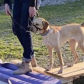 Hundeschule Wauschlau - LaKoKo Mentaltraining nach Hans Brings in der Hundeschule Wauschlau: Konzentration, Verhaltenskontrolle und Entschleunigung für Hund und Halter. Mensch-Hund-Team wächst durch gemeinsames Training noch stärker zusammen.