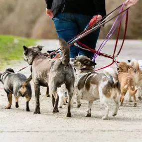 Hundeschule Wauschlau - Lernspaziergang	Einzeltraining in Form eines Lernspaziergangs: Konfliktsituationen meistern, Hundebegenungen einschätzen, Leinenführung verbessern, Anti-Jagd-Training umsetzen und Hunde durch Such- und Apportierspiele auslasten.