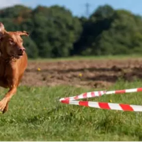 Hundeschule Wauschlau - Longieren	Longieren mit Hund bei der Hundeschule Wauschlau: Distanzarbeit im Kreis als Kombination aus Bewegung, geistiger Herausforderung und Teamarbeit. Abwechslungsreiche Beschäftigung für Hund und Halter.