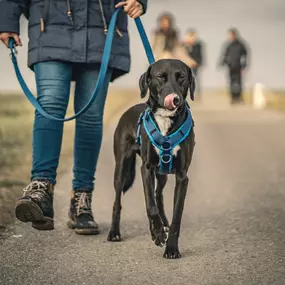 Hundeschule Wauschlau - Mantrailing	Mantrailing bei der Hundeschule Wauschlau: Anspruchsvolle Nasenarbeit, bei der Hunde lernen, Menschen über Geruch zu verfolgen. Beliebt als Freizeitbeschäftigung oder professionelles Training zur Personensuche.