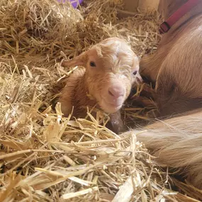 Bild von mother clucking farm devon