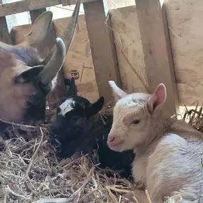 Bild von mother clucking farm devon