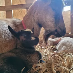 Bild von mother clucking farm devon