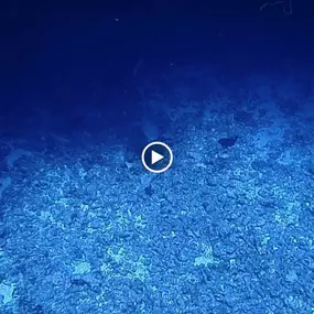 Bild von Kona Honu Divers