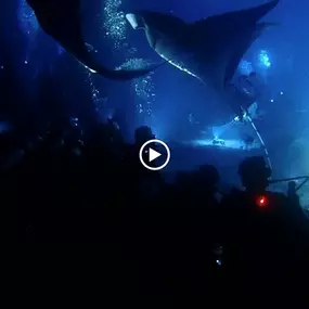 Bild von Kona Honu Divers