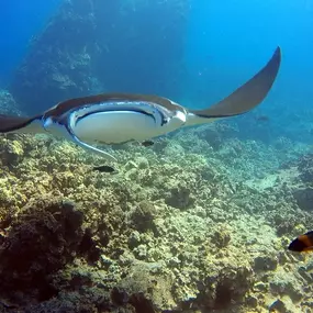 Bild von Kona Honu Divers