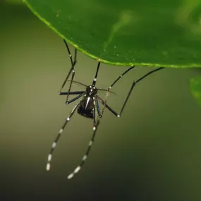 Bild von Radix Pest Solutions
