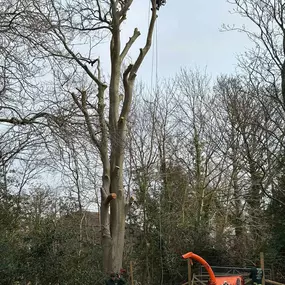 Bild von Arborist Tree Surgeons