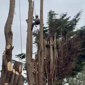 Bild von Arborist Tree Surgeons