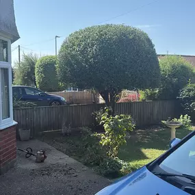 Bild von Arborist Tree Surgeons