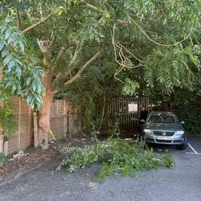 Bild von Arborist Tree Surgeons