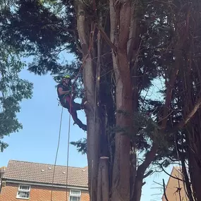 Bild von Arborist Tree Surgeons