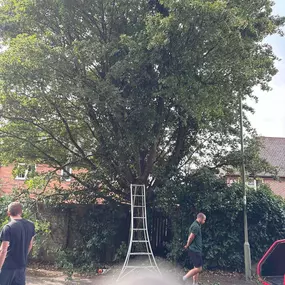 Bild von Arborist Tree Surgeons