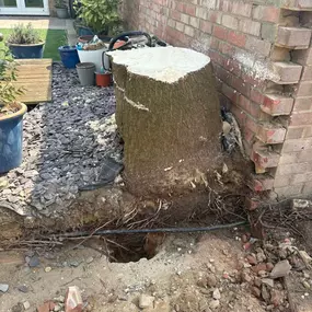 Bild von Arborist Tree Surgeons