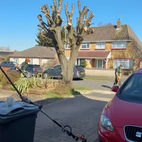 Bild von Arborist Tree Surgeons