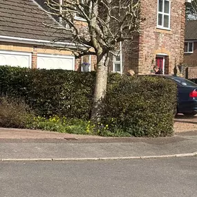 Bild von Arborist Tree Surgeons