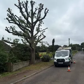 Bild von Arborist Tree Surgeons