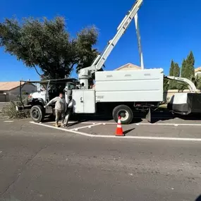 Bild von Arizona Tree Team
