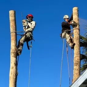 Bild von Arizona Tree Team